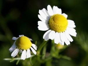 Chamomile-Mask-300x225