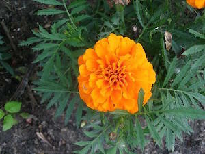 Marigold-Flower-Mask-300x300